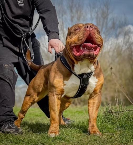 Arnés GripPro reforzado para perros