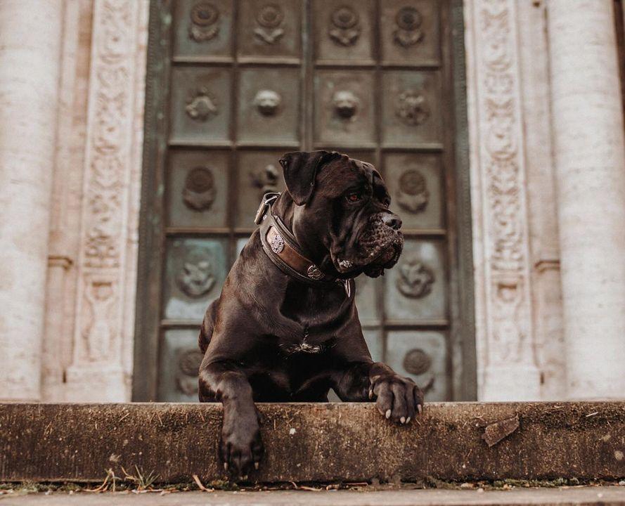 Collar Viking Limited de cuero para perros grandes