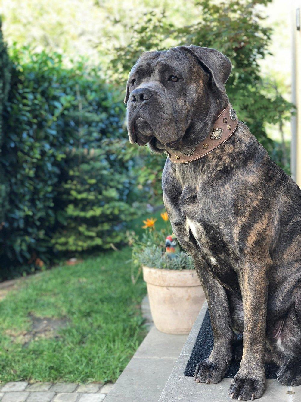 Collar Aztec gris de cuero para perros