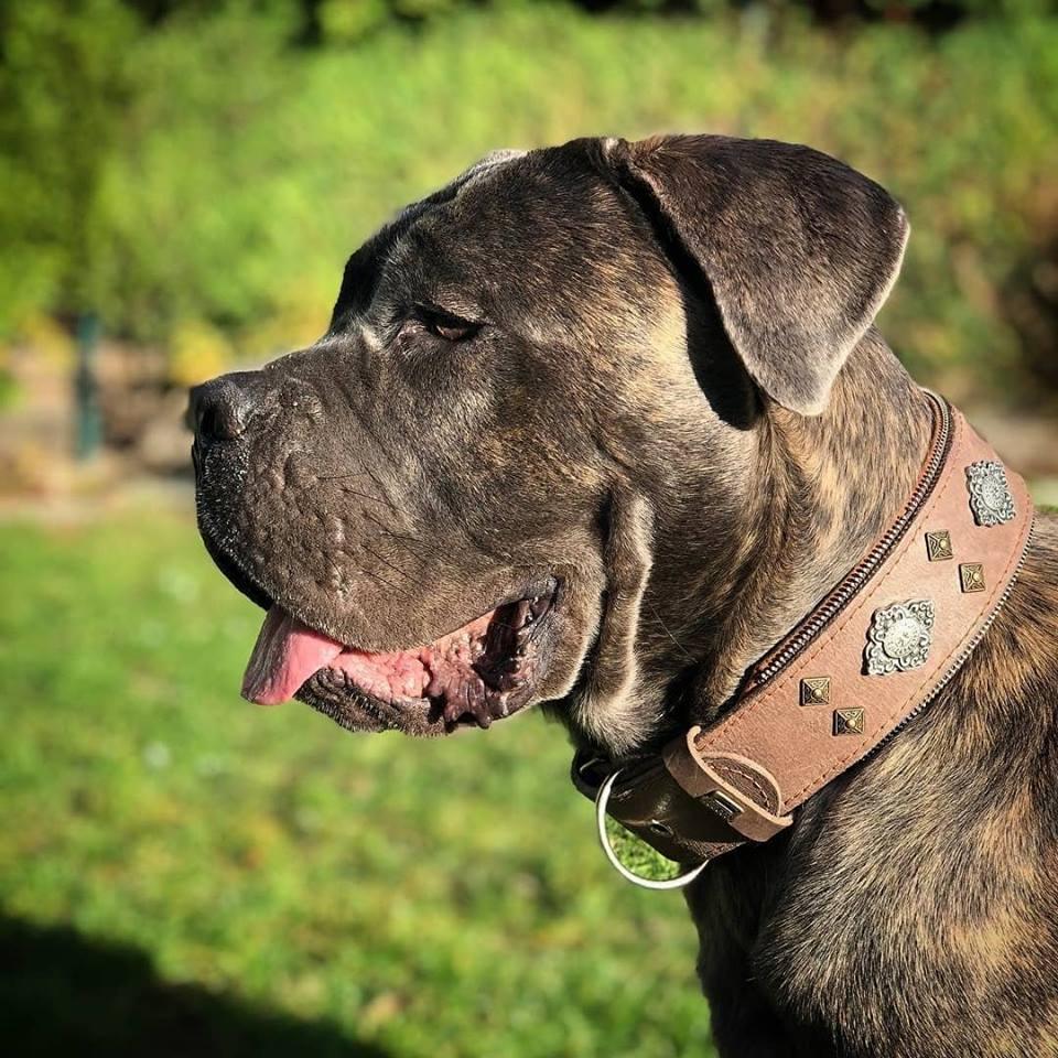 Collar Aztec gris de cuero para perros