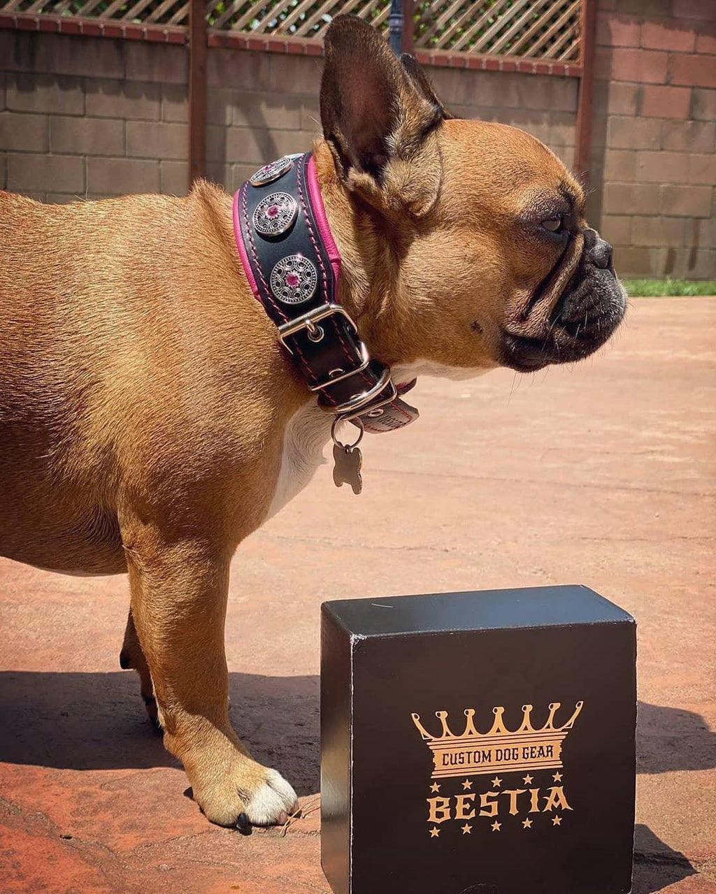 Collar Bijou negro y rosa para perros