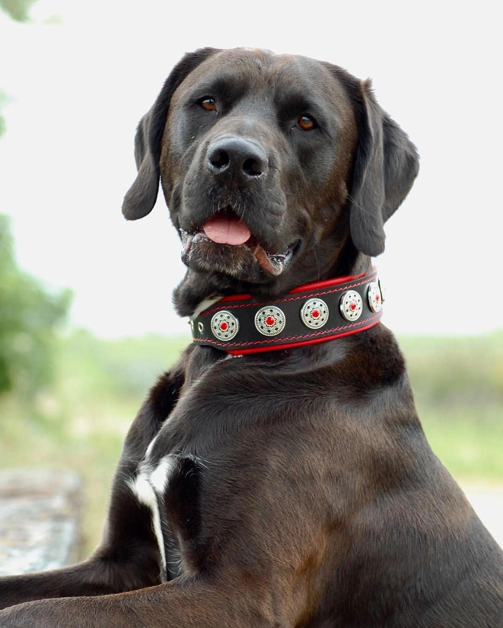 Collar Bijou negro y rojo para perros