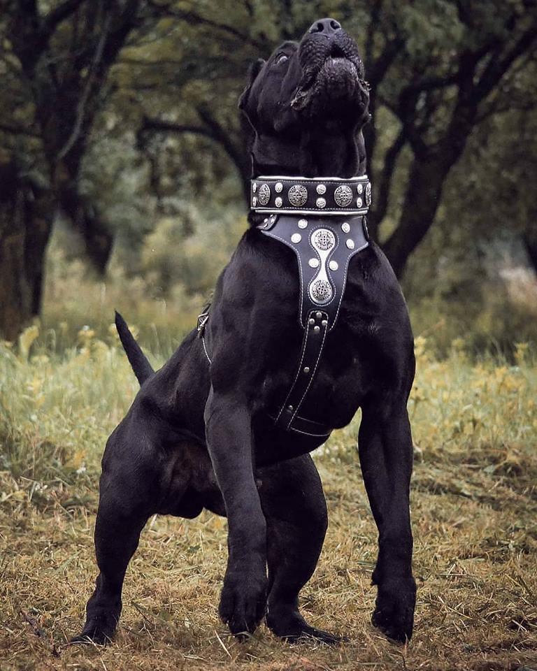 Collar Hektor de cuero para perros