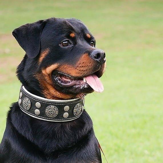 Collar Hektor de cuero para perros