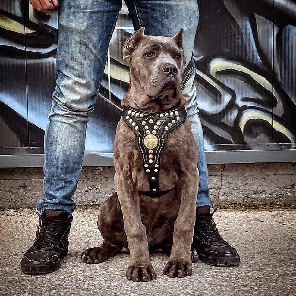 Arnés Maximus V2 de cuero para perros